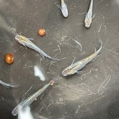 カブキめだか 6匹 選別漏れ