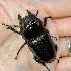 【新成虫】ホペイオオクワガタペア ♂70mm ♀44mm＋おまけの画像