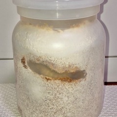 【新成虫】ホペイオオクワガタペア ♂70mm ♀44mm＋おまけの画像