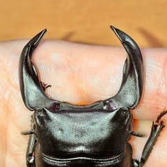 【新成虫】ホペイオオクワガタペア ♂70mm ♀44mm＋おまけの画像