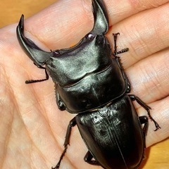 【新成虫】ホペイオオクワガタペア ♂70mm ♀44mm＋おまけの画像