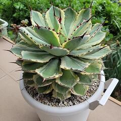 アガベ 吉祥冠錦 特大株