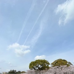 4/8〜4/12鶴舞公園で平日お花見しませんか？🌸 - 友達