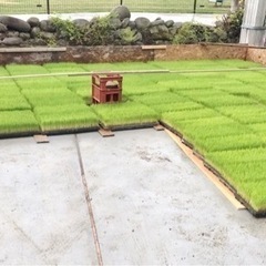 【お米作り】籾まき、育苗　承ります　