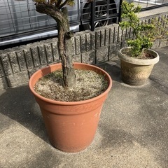 生活雑貨 家庭用品 ガーデニングの画像