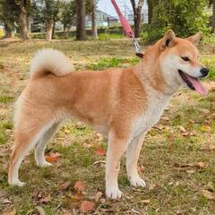 【里親様決まりました】見た目も性格もキュートな女の子の柴犬。繁殖...