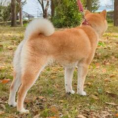 【里親様決まりました】見た目も性格もキュートな女の子の柴犬。繁殖引退犬です。 - 里親募集