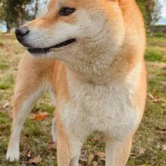 【里親様決まりました】見た目も性格もキュートな女の子の柴犬。繁殖引退犬です。 - 犬