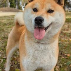 【里親様決まりました】見た目も性格もキュートな女の子の柴犬。繁殖引退犬です。 − 愛知県