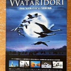 映画フライヤーの画像