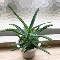 アロエ　観葉植物🪴　細いタイプ