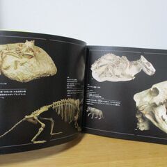 大哺乳類展　陸のなかまたち　国際生物多様性年　Mammals Diversity in  Terrestrial lifeの画像