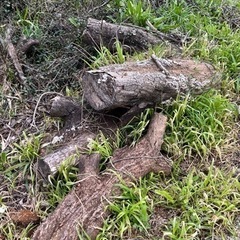 無料　木材　薪　丸太　配達可　