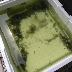 美麗メダカの画像