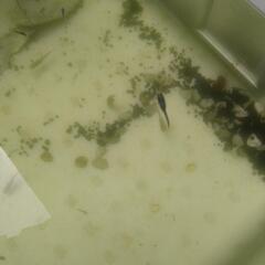 美麗メダカの画像