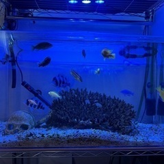 熱帯魚、サンゴなどの画像