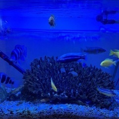 熱帯魚、サンゴなどの画像