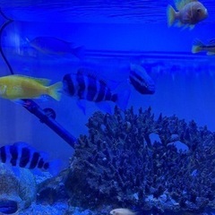 熱帯魚、サンゴなどの画像