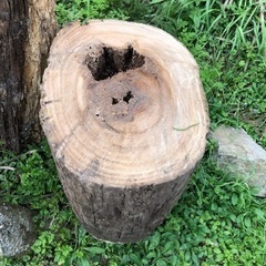 桐の木、中をくり抜き、蜂待ち受けにの画像