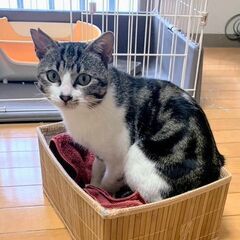 独特な柄のキジ白もも吉くん★譲渡会に出ます♪