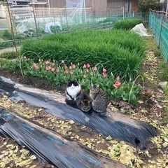 お母さん猫と子どもたちです