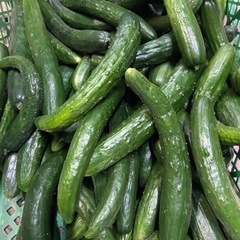 朝、収穫きゅうり！漬け物用きゅうり！5キロ入り今大人気商品になりました！1セット限定です！の画像