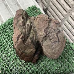 赤石　盆栽石　水槽石　水玉　コレクション　箱庭　の画像
