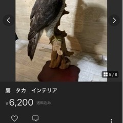鷹 剥製 - 置物、オブジェ