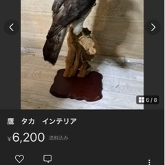 鷹 剥製 - 置物、オブジェ