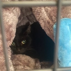 猫捕獲の手伝いをお願い致します