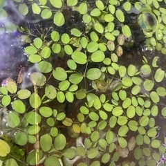 ドワーフ フロッグ ピット（浮き草）