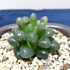 観葉植物・ハオルチアメンバー募集 - 葛飾区