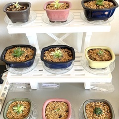 観葉植物・ハオルチアメンバー募集 - 友達