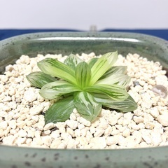 観葉植物・ハオルチアメンバー募集 - メンバー募集