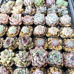 ありがとうございました【多肉植物】韓国苗、普及種、セダム等100...