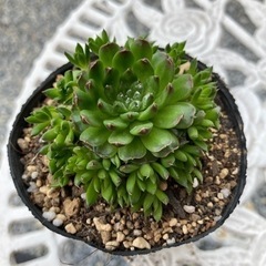 ☆多肉植物 ☆爪蓮華☆子株付☆丈夫で育てやすい☆ポットごと☆縁起の良い植物☆花言葉：幸運・誠実☆の画像