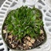 ランキングキーワードに紐づく投稿画像-多肉植物