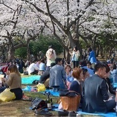 4/13(土)友作🌸 京阪モール最上階でお花見🌸メンバー募集中🥰