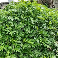 無農薬　ヨモギ