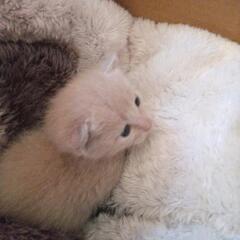 保護した子猫たちです