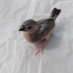 文鳥　(♂)　お家決定