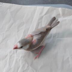 文鳥　(たぶん♂)お話し中