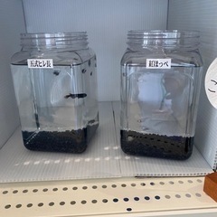 🐟メダカ🐟めだか🐟の画像