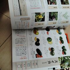 ベランダでつくるはじめてのヤサイ✨の画像