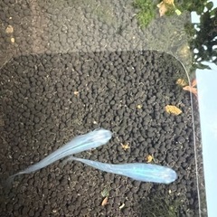 深海(青みゆき)メダカ10匹プラスαの画像