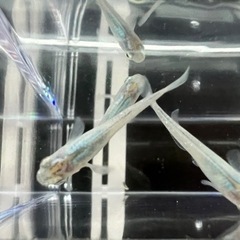 深海(青みゆき)メダカ10匹プラスαの画像