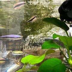 インパイクティスケリー　オスメス混合　5匹セット　500円の画像