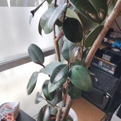 黒ゴムの木の画像