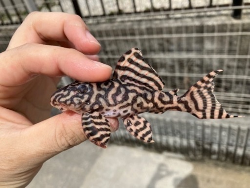 【売約済】キンペコ N&Nブリード・N2（オマケバージョンII F2）12cm 種親アダルトサイズ リアルメガクラウンゼブラプレコ