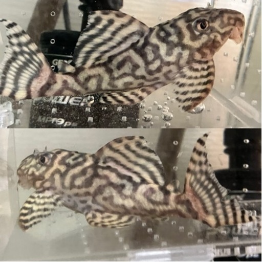 【売約済】キンペコ N&Nブリード・N2（オマケバージョンII F2）12cm 種親アダルトサイズ リアルメガクラウンゼブラプレコ